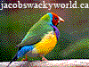 ben eater's finch demo image but with jacobswackyworld.ca on the top